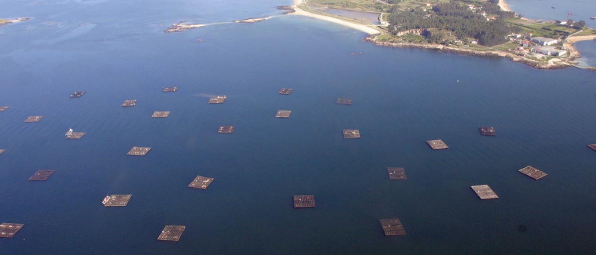 A Xunta contribuíu á rexeneración de máis de 12,5 millóns de metros cadrados de bancos marisqueiros nos últimos dez anos