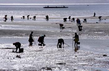  La Xunta lleva meses trabajando en las vías de ayudas para el marisqueo dotadas con 15 M€ y en las que el Fempa ya le abrió la puerta a los profesionales a pie 